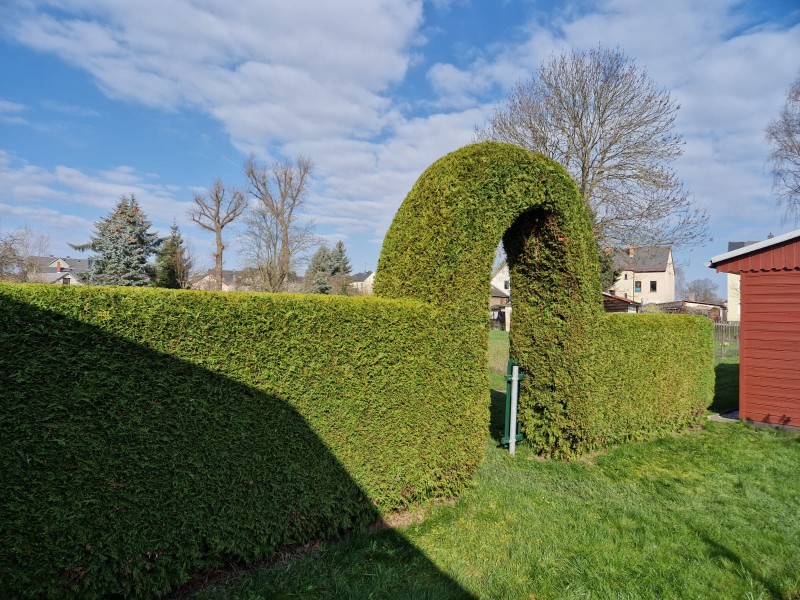 Hecken vom Profi schneiden lassen